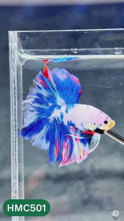 Nemo Halfmoon Male Betta Fish | Order Directly From Farm | You Pick Fish