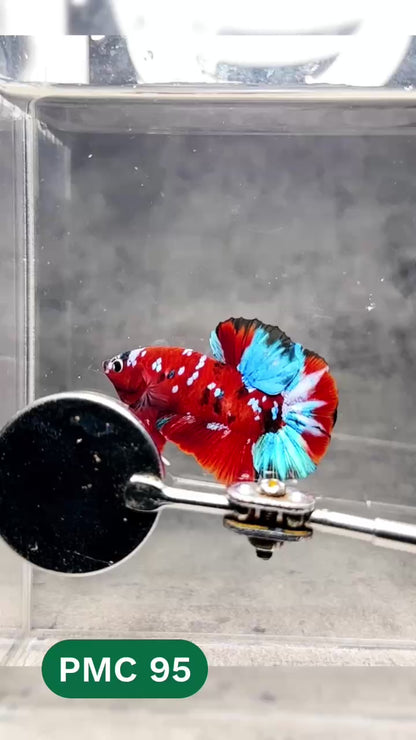 Multicolor Plakat Male Betta Fish |Show Grade|  You Pick Fish