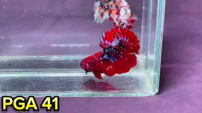 King Giant Plakat Male Betta Fish | You Pick Fish | High Grade