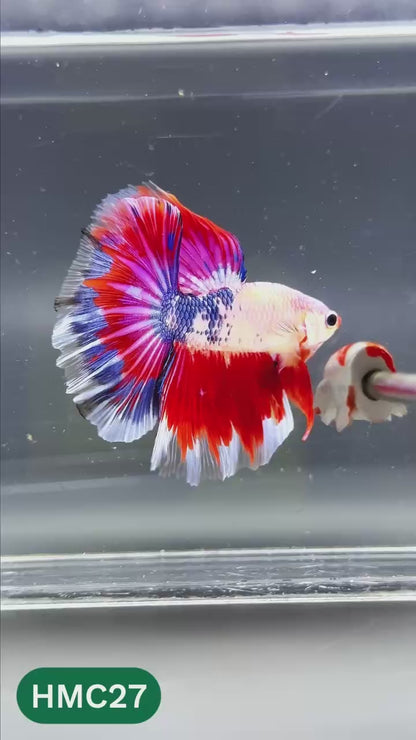 Multicolor Halfmoon Male Betta Fish | High Grade | Order Directly From Farm |  You Pick Fish