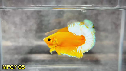 Yellow Fancy Male Betta Fish | Order Directly From Farm | You Pick Fish