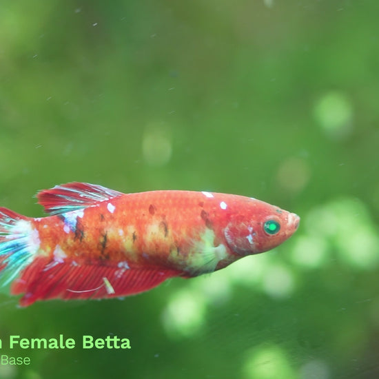 Female Betta Fish Sorority Koi Nemo Neon Plakat