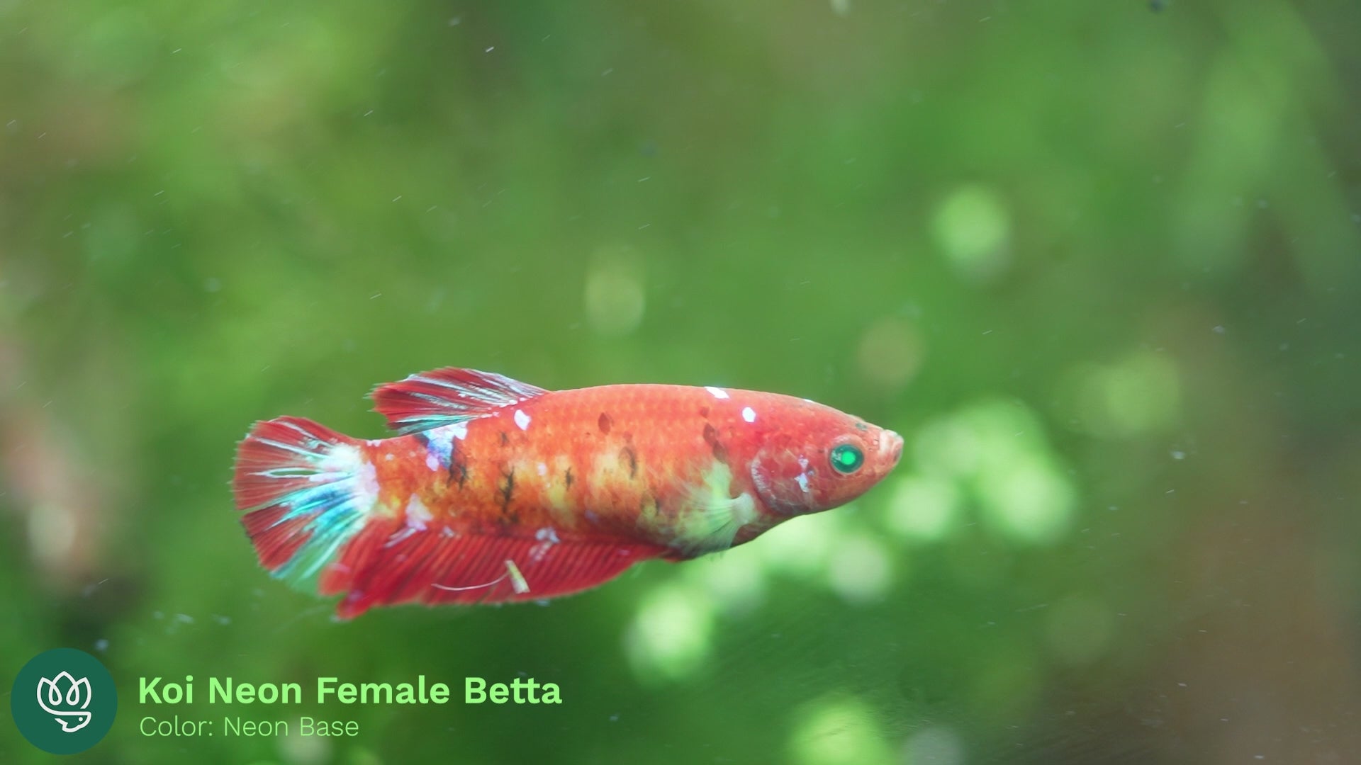 Female Betta Fish Sorority Koi Nemo Neon Plakat