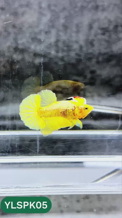 Samurai Plakat Male Betta Fish | You Pick Fish