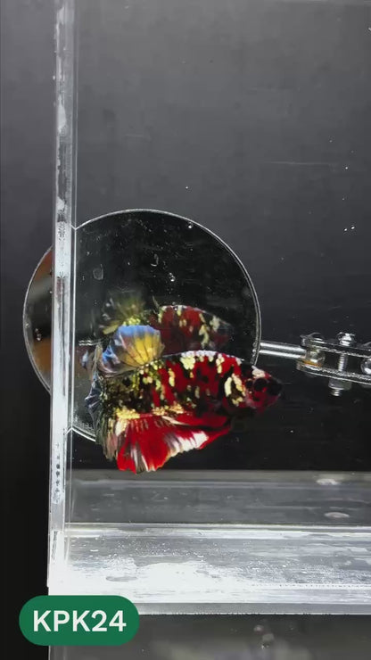 Multicolor Plakat Male Betta Fish |Show Grade|  You Pick Fish