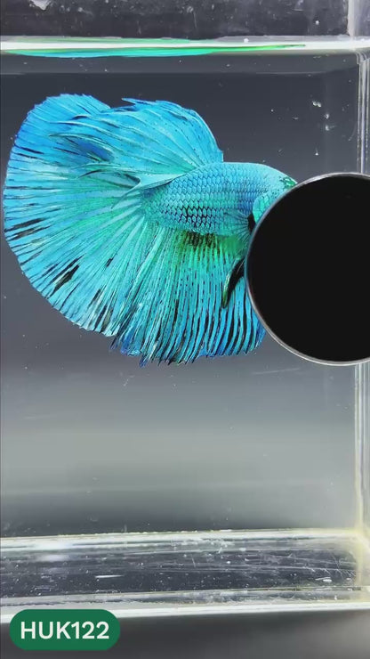 Black Hulk Halfmoon Male Betta Fish | You Pick Fish