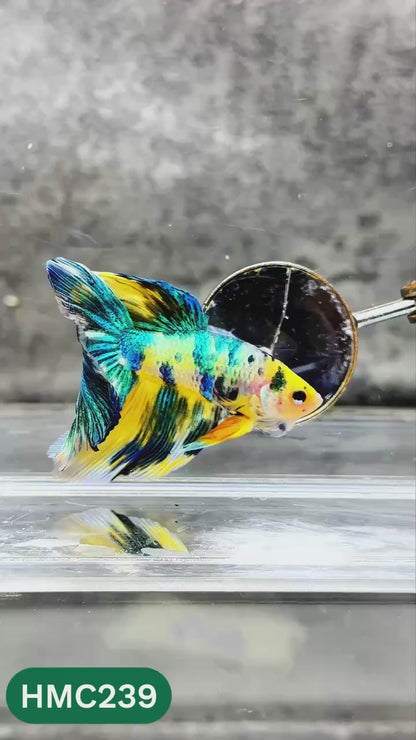 Multicolor Halfmoon Male Betta Fish | Order Directly From Farm | You Pick Fish