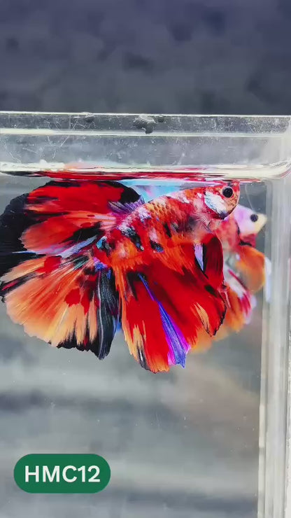 Multicolor Halfmoon Male Betta Fish | Order Directly From Farm | You Pick Fish