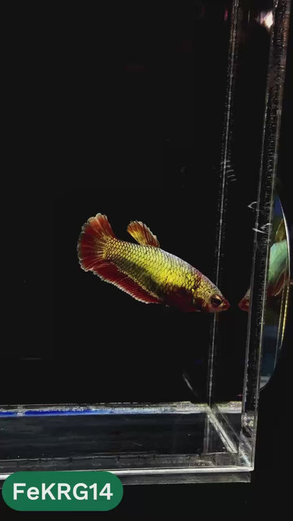 Koi Red Gold Female Betta Fish | You Pick Fish | High Grade