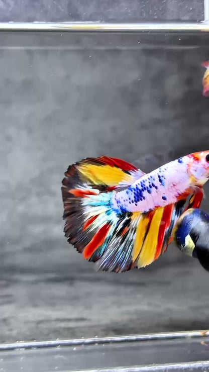 Multicolor Halfmoon Male Betta Fish | High Grade | Order Directly From Farm |  You Pick Fish |