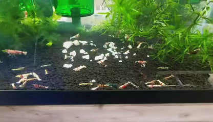 Mixed Caridina Shrimp