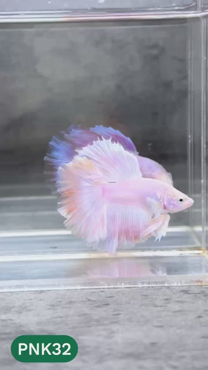 Pink Halfmoon Male Betta Fish | You Pick Fish | Order Directly From Farm