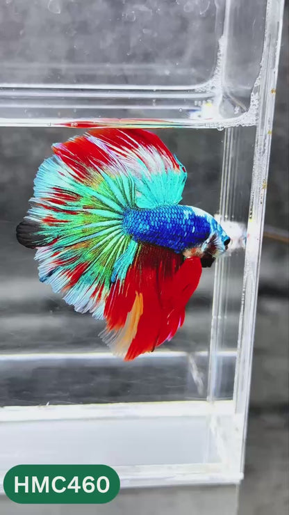 Multicolor Halfmoon Male Betta Fish | Order Directly From Farm | You Pick Fish