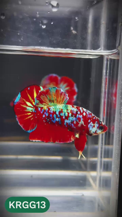 Golden Star Dust Galaxy Plakat Male Betta Fish | Super Rare | You Pick Fish