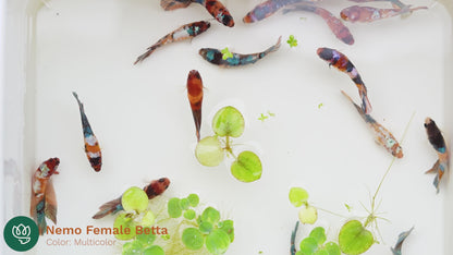 Female Betta Koi Nemo Galaxy Plakat