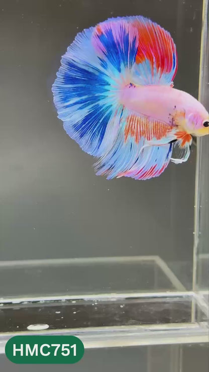 Multicolor Halfmoon Male Betta Fish | High Grade | Order Directly From Farm |  You Pick Fish |