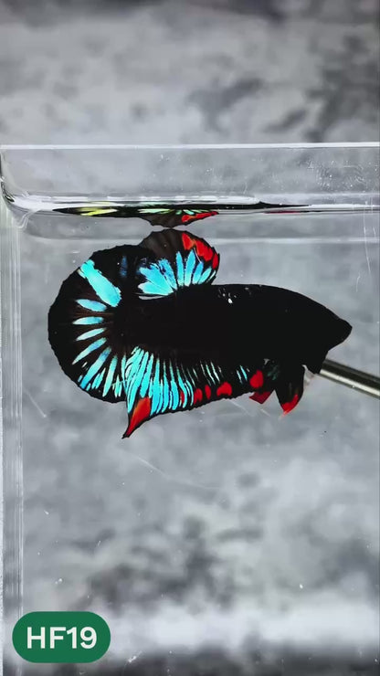 Dark Flame Hellfire Plakat Male Betta Fish | You Pick Fish | Rare Betta