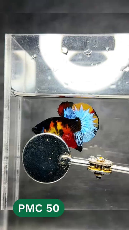 Multicolor Plakat Male Betta Fish |Show Grade|  You Pick Fish