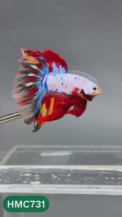 Multicolor Halfmoon Male Betta Fish | High Grade | Order Directly From Farm |  You Pick Fish |