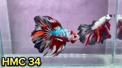 Multicolor Halfmoon Male Betta Fish | Order Directly From Farm | You Pick Fish