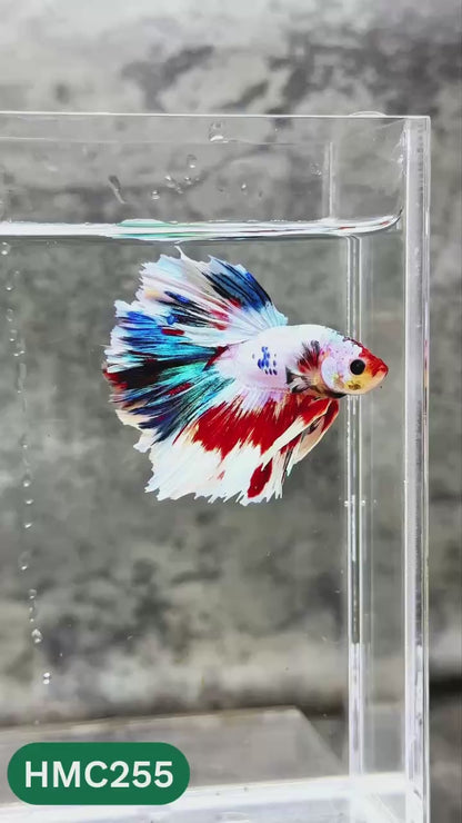Multicolor Halfmoon Male Betta Fish | Order Directly From Farm | You Pick Fish