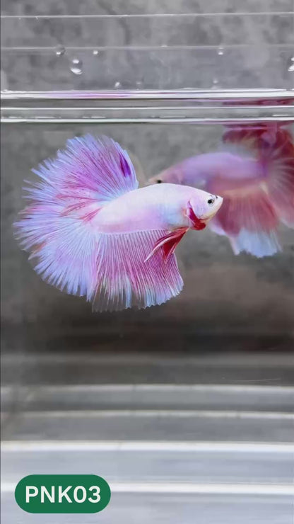 Pink Halfmoon Male Betta Fish | You Pick Fish | Order Directly From Farm