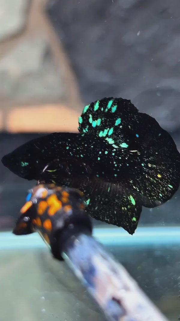 Black Star Nebula Plakat Male Betta Fish — Swimming Video