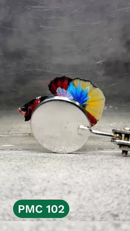 Multicolor Plakat Male Betta Fish |Show Grade|  You Pick Fish