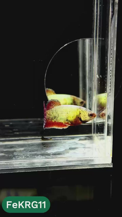 Koi Red Gold Female Betta Fish | You Pick Fish | High Grade