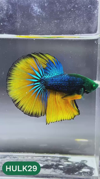 Black Hulk Halfmoon Male Betta Fish | You Pick Fish