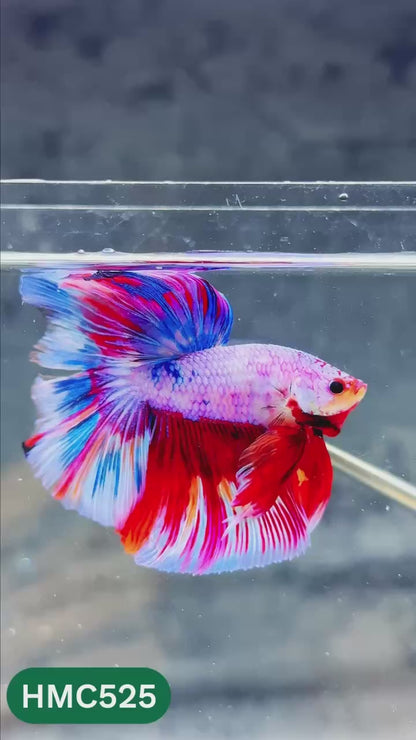 Nemo Halfmoon Male Betta Fish | Order Directly From Farm | You Pick Fish