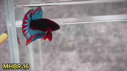 Hellboy Plakat Male Betta Fish | Order Directly From Farm | You Pick Fish