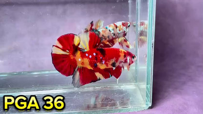 King Giant Plakat Male Betta Fish | You Pick Fish | High Grade