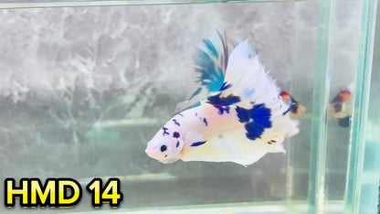 Blue Marble Dot Halfmoon Male Betta Fish | Order Directly From Farm | You Pick Fish