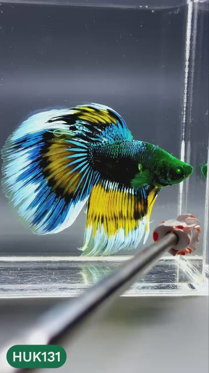 Black Hulk Halfmoon Male Betta Fish | You Pick Fish
