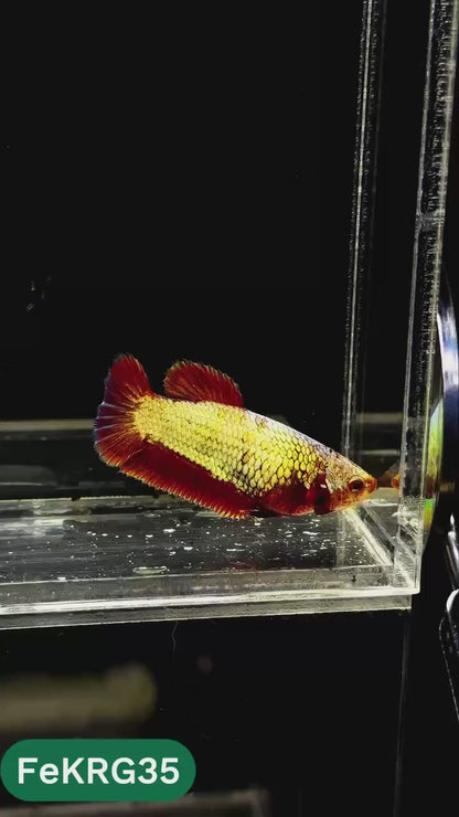 Koi Red Gold Female Betta Fish | You Pick Fish | High Grade