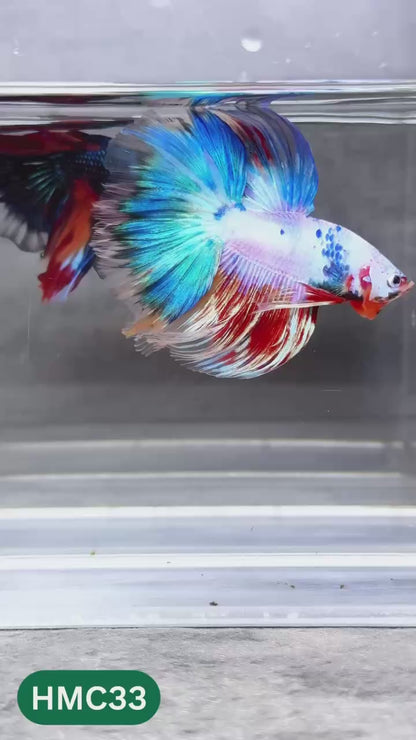 Multicolor Halfmoon Male Betta Fish | High Grade | Order Directly From Farm |  You Pick Fish |