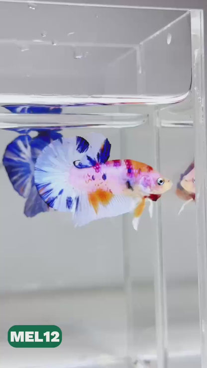 Metallic Plakat Betta Fish | You Pick Betta | Exotic Fish