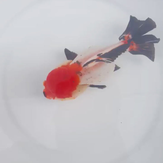 Tri Color Oranda Short Tail | You Pick Goldfish