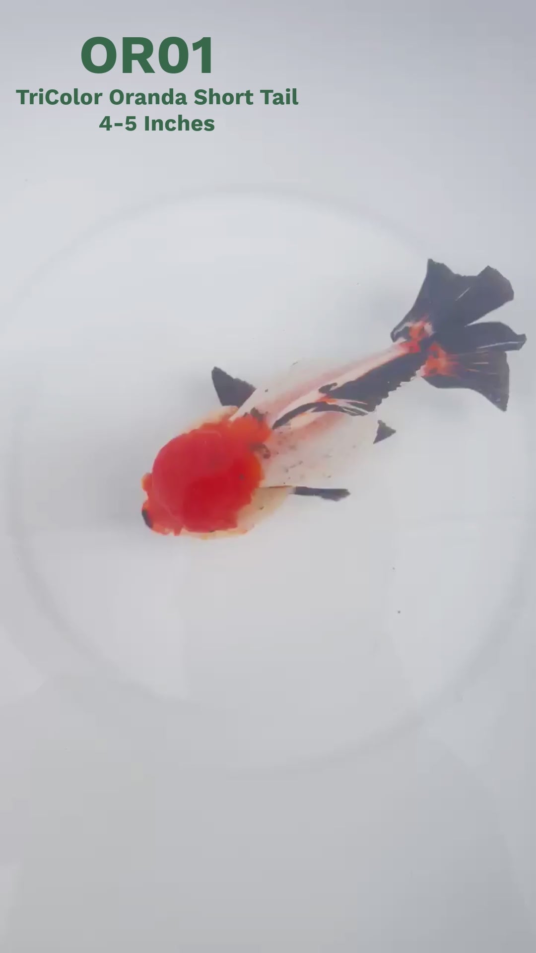 Tri Color Oranda Short Tail | You Pick Goldfish