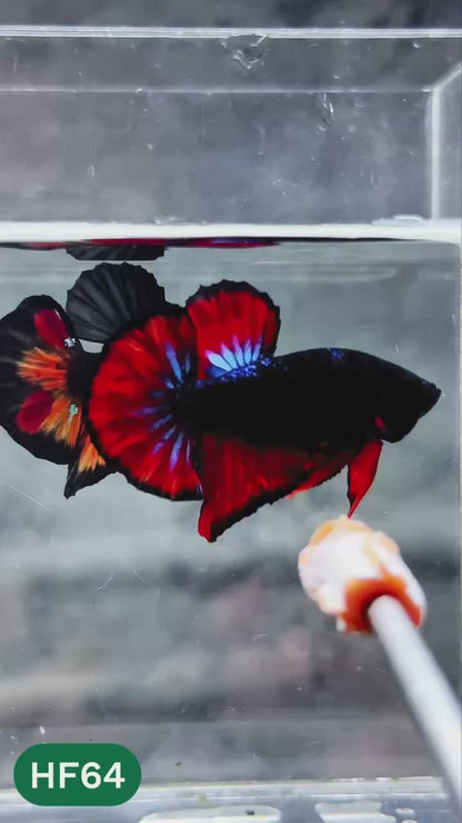 Dark Flame Hellfire Plakat Male Betta Fish | You Pick Fish | Exotic Betta