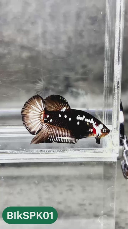 Samurai Plakat Male Betta Fish | You Pick Fish