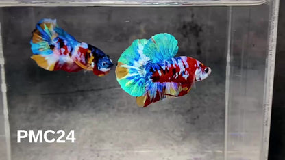 Multicolor Plakat Male Betta Fish |Show Grade|  You Pick Fish