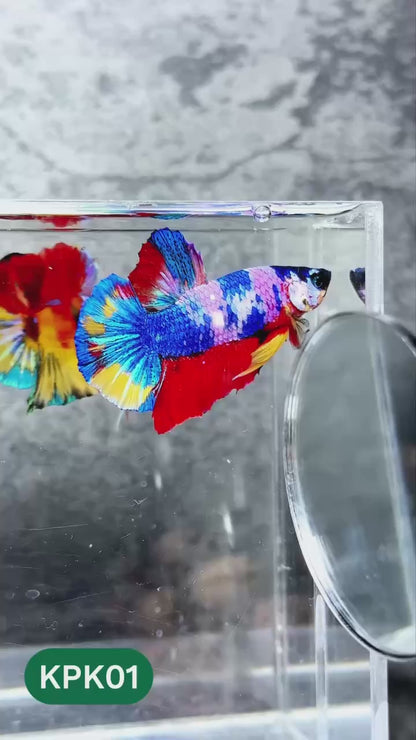 Multicolor Plakat Male Betta Fish |Show Grade|  You Pick Fish