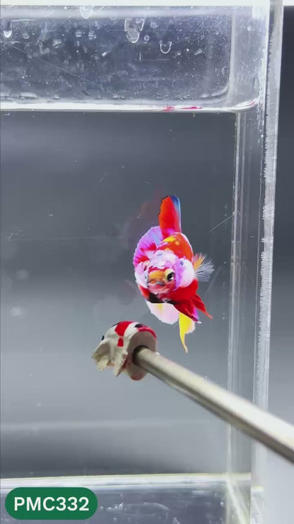 Multicolor Plakat Male Betta Fish | Show Grade |  You Pick Fish