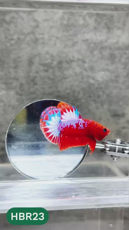 Hellboy Plakat Male Betta Fish | Order Directly From Farm | You Pick Fish