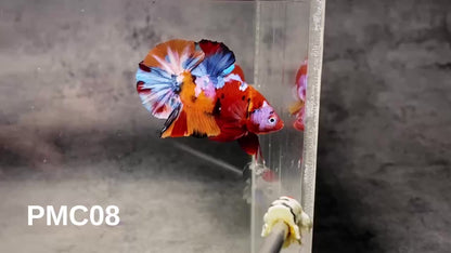 Multicolor Plakat Male Betta Fish |Show Grade|  You Pick Fish