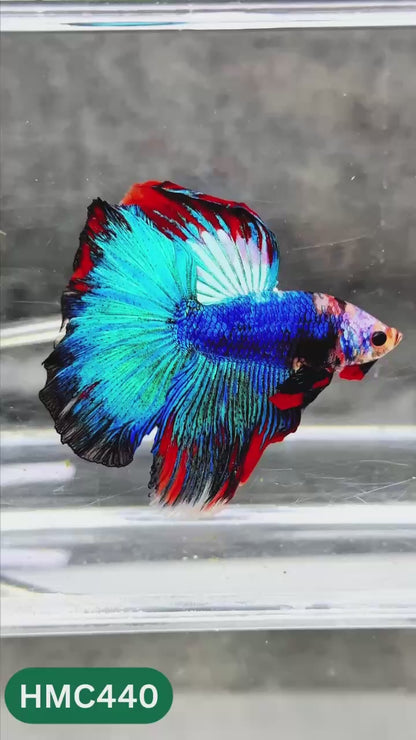 Multicolor Halfmoon Male Betta Fish | Order Directly From Farm | You Pick Fish