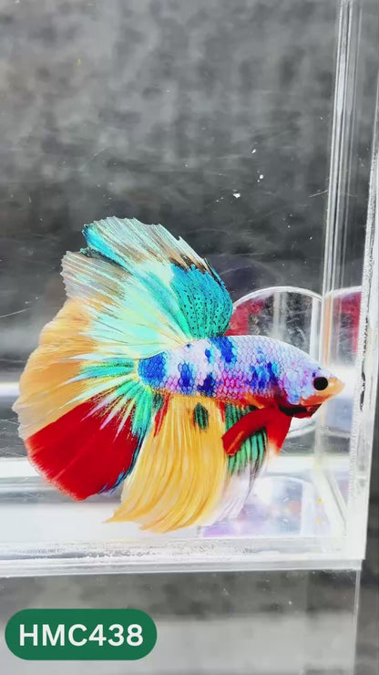 Multicolor Halfmoon Male Betta Fish | Order Directly From Farm | You Pick Fish
