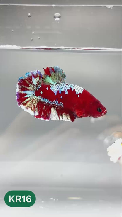 Golden Star Dust Galaxy Plakat Male Betta Fish | Super Rare | You Pick Fish